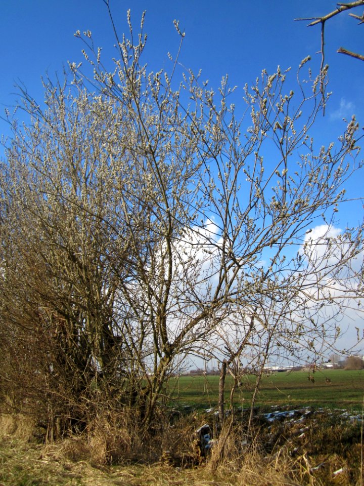 20130314Salix caprea03