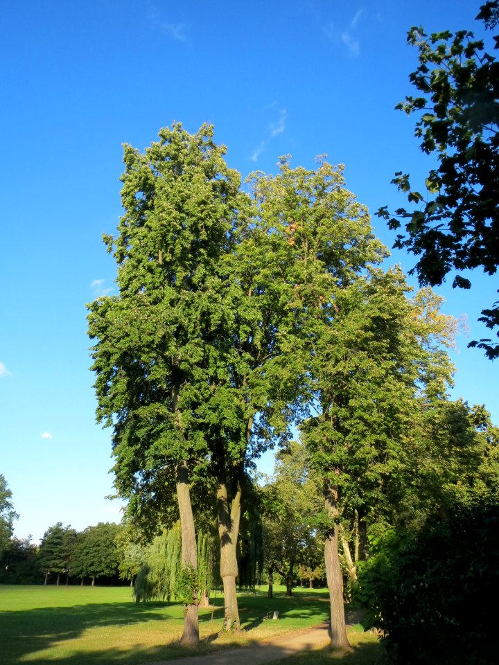 20130910Tilia cordata2