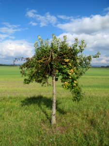 20130910Malus Domestica08