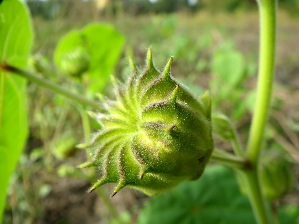 20130921Abutilon theophrasti06