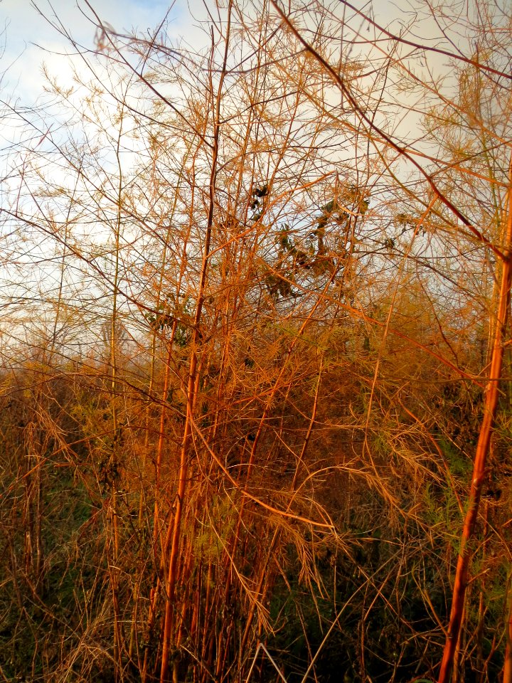 20131127Spargel Reilingen2