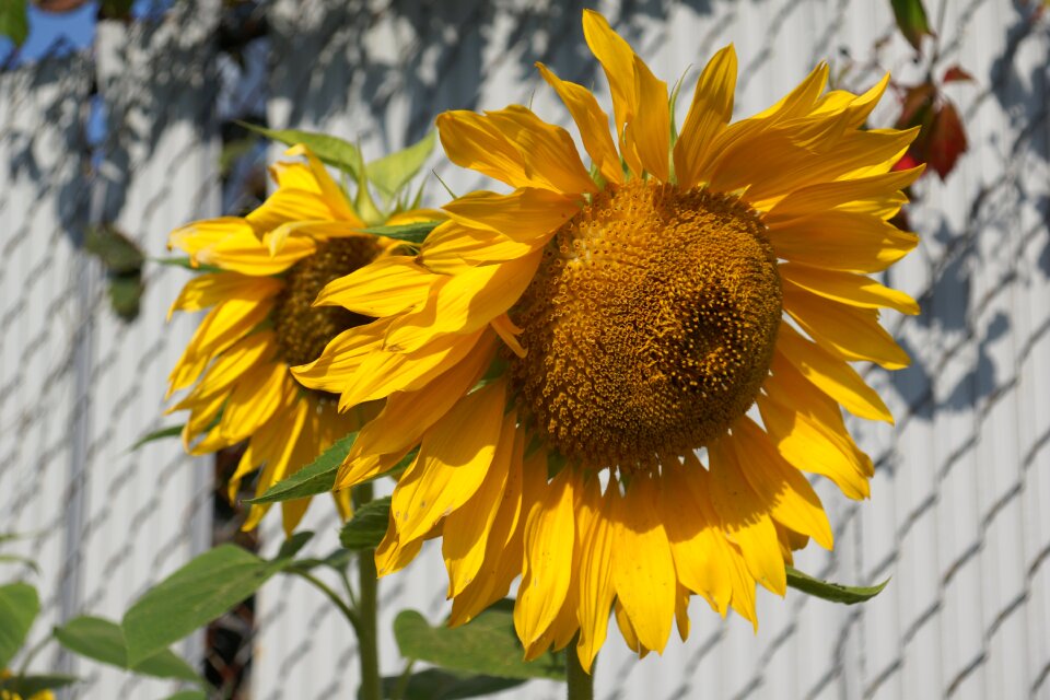 Sunflowers yellow gold