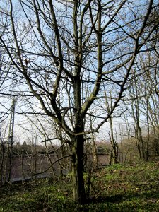 20130322Hainbuche Hockenheim03