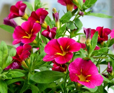 Nature summer petunia