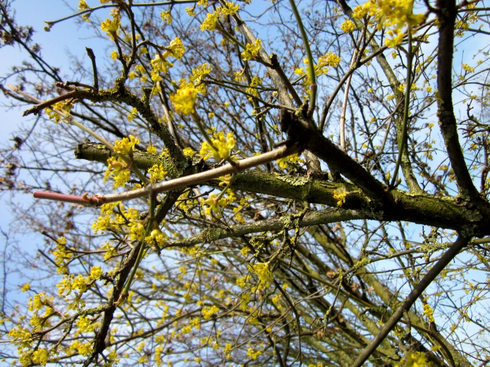 20130324Kornelkirsche Hockenheim3