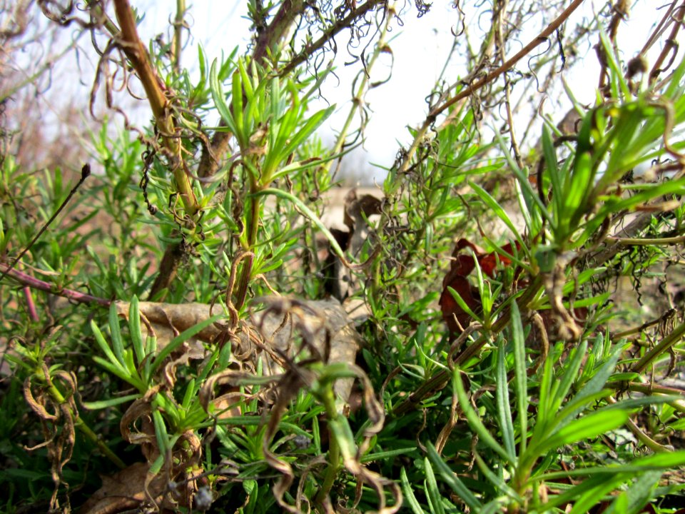 20130324Greiskraut Reilingen2