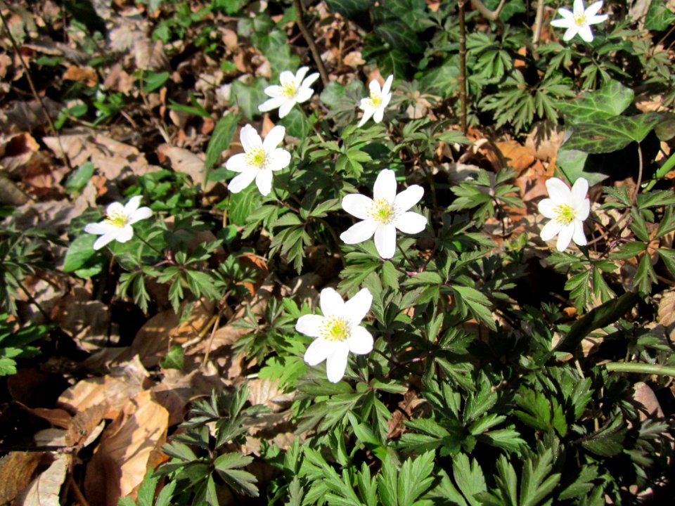 20130414Untere Lusshart02