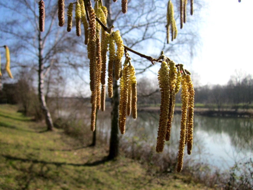 20130305Haselnuss Saar3