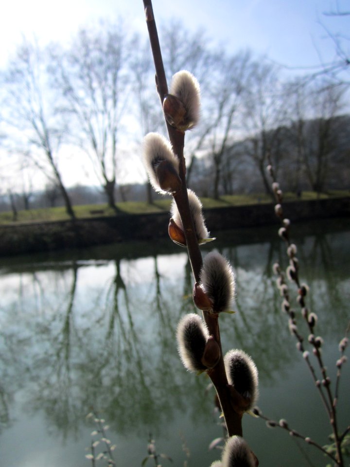 20130305Salix caprea3