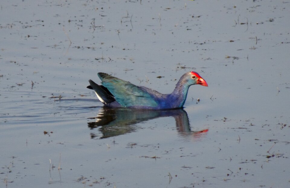 Moorhen bird gujarat