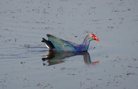 Moorhen bird gujarat