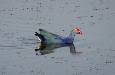 Moorhen bird gujarat photo