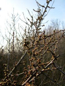 20130322Straeucher Kraichbach2