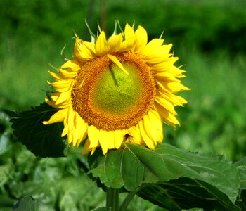 Sunflower yellow summer photo