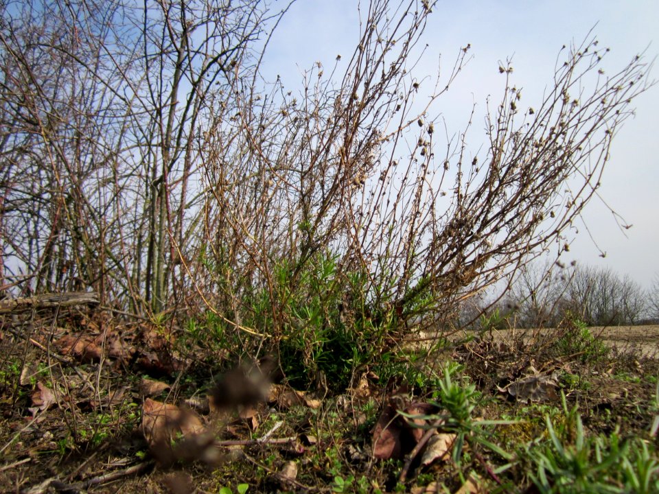 20130324Greiskraut Reilingen1