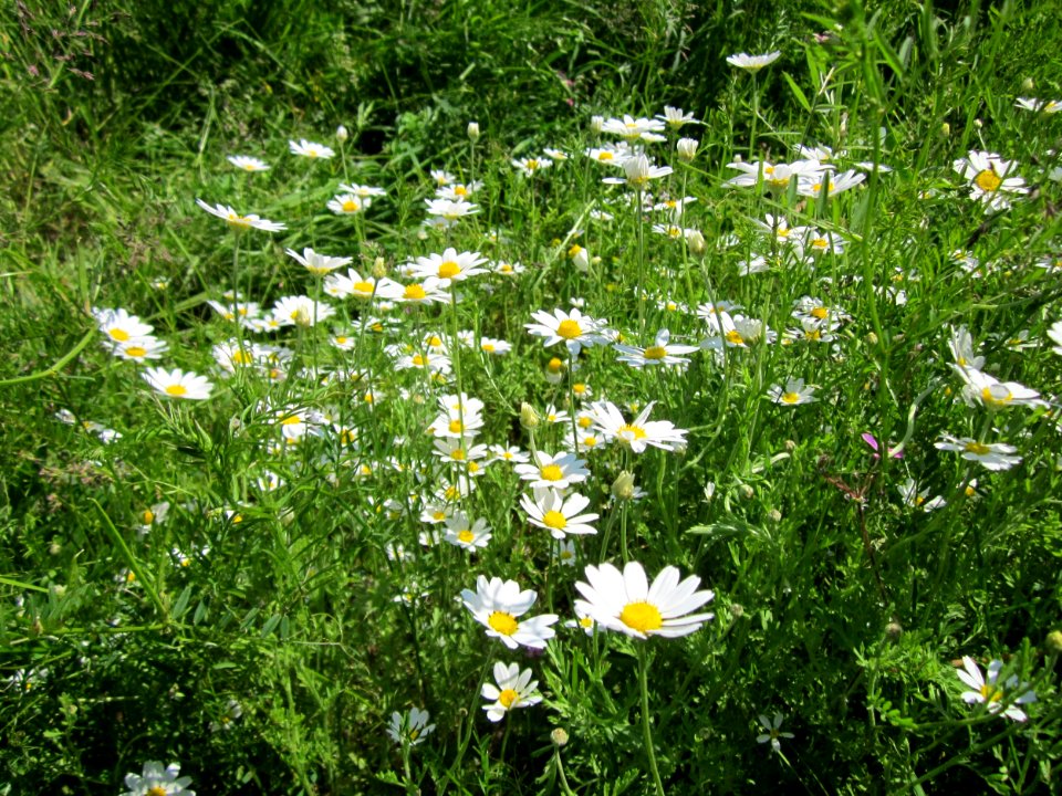 20130528Kamille Reilingen6