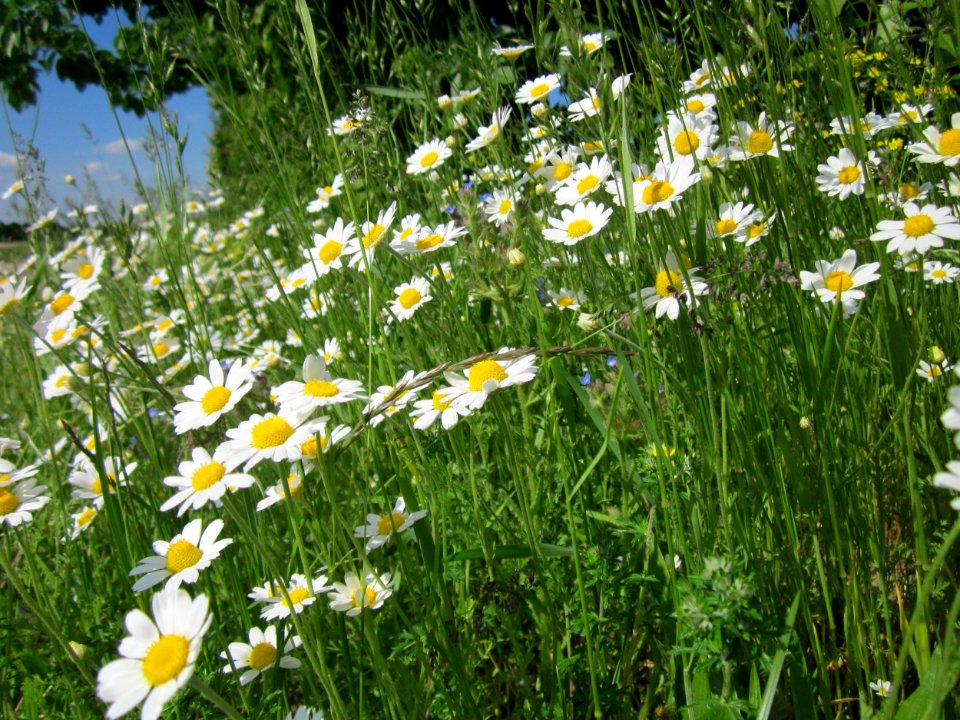 20130528Kamille Reilingen8