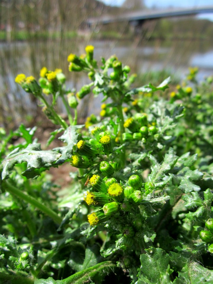 20130417Senecio vulgaris1