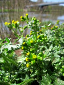 20130417Senecio vulgaris1