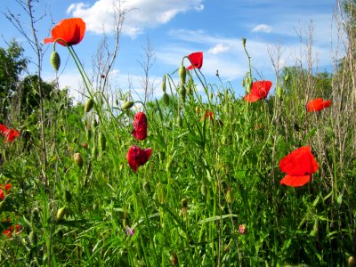 20130528Klatschmohn Reilingen06
