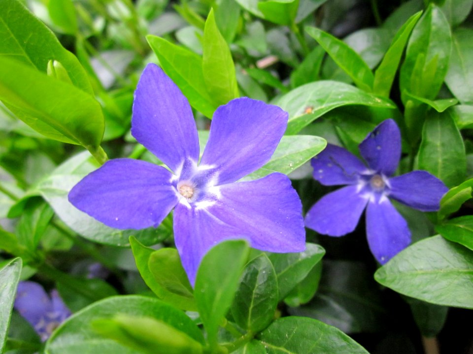 20130421Vinca minor2