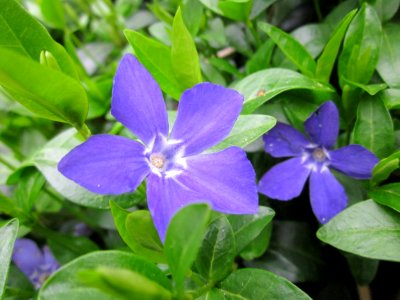 20130421Vinca minor2