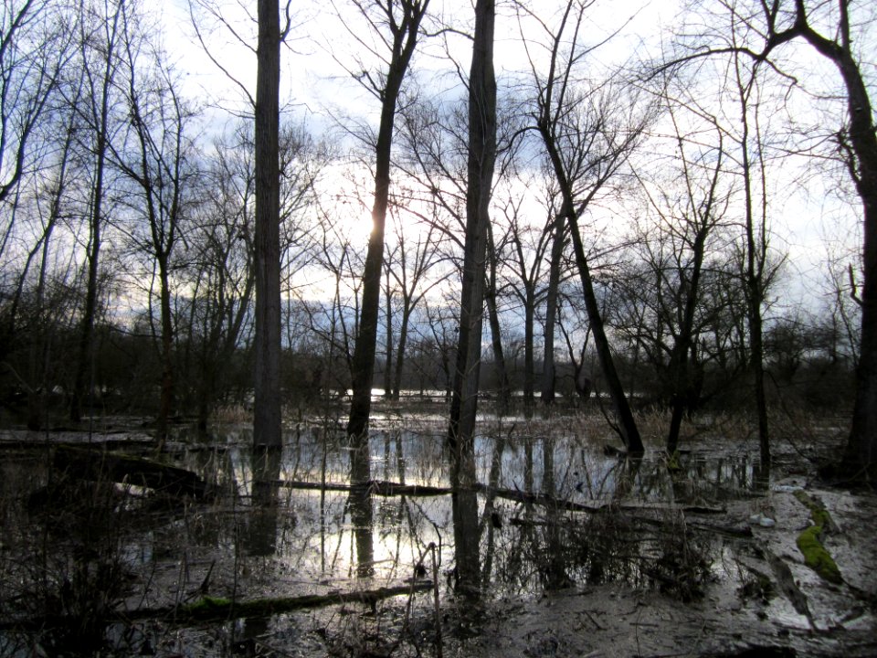 20130207Rheinwald Altlussheim2
