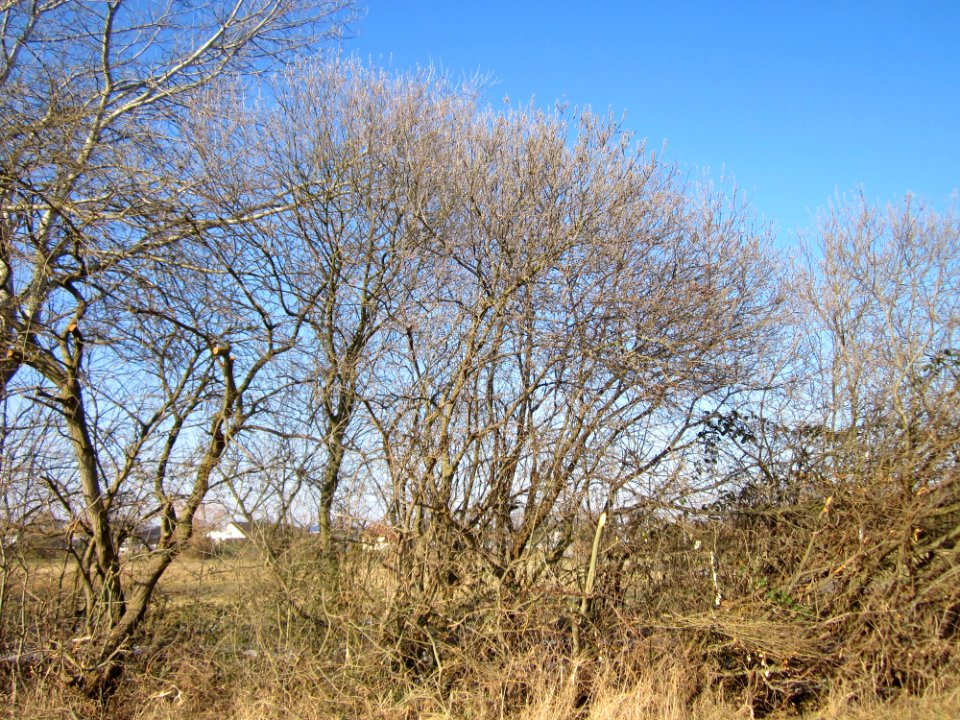 20130315Salix caprea1