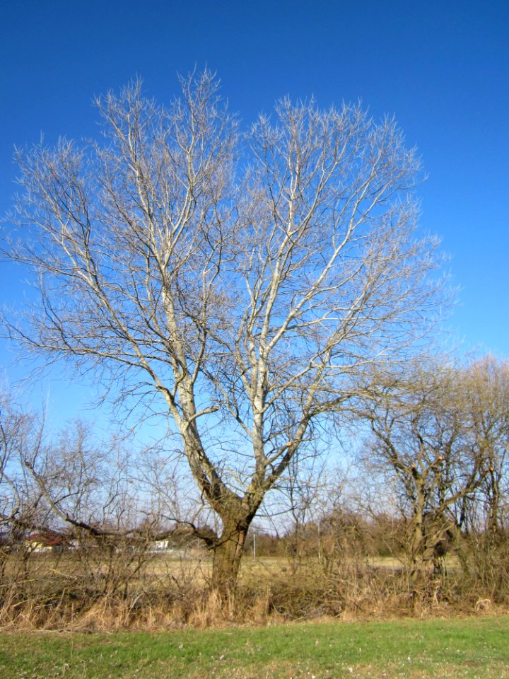 20130315Populus alba1