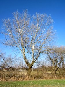 20130315Populus alba1