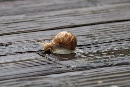 Casing shell animal