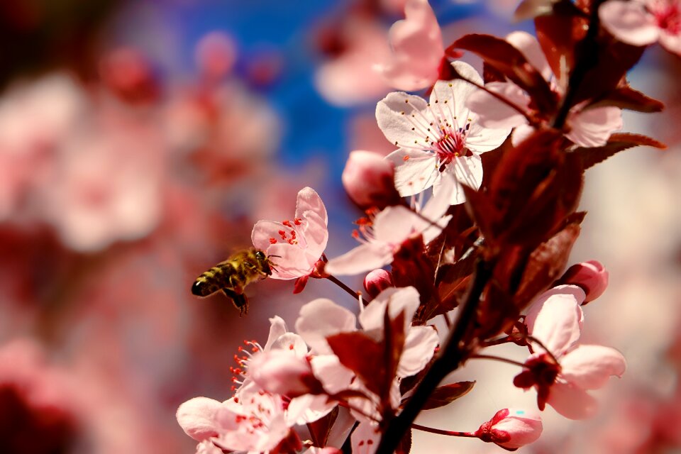 Bee flying bee flowers