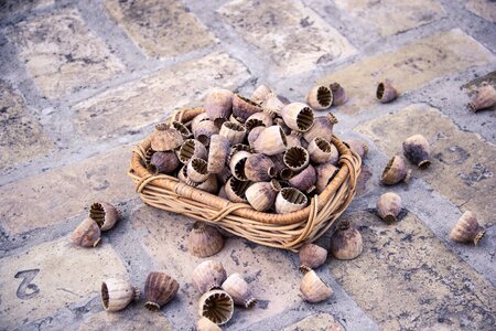 Nature opium herb