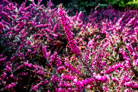 Plant flower wild plants