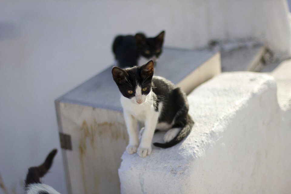 Gata feline animals