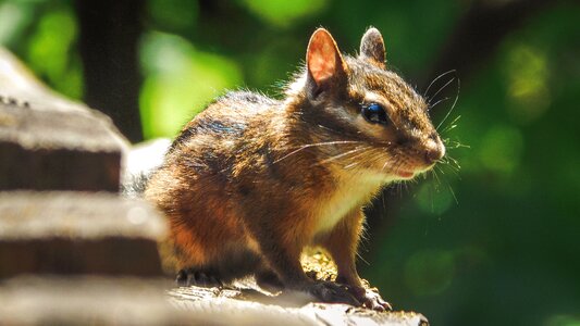 Squirrel animal outside