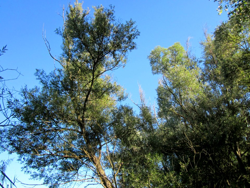 20120907Silberweide Silz4