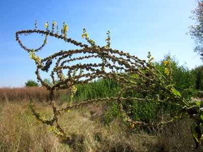 20120906Verbascum thapsus3
