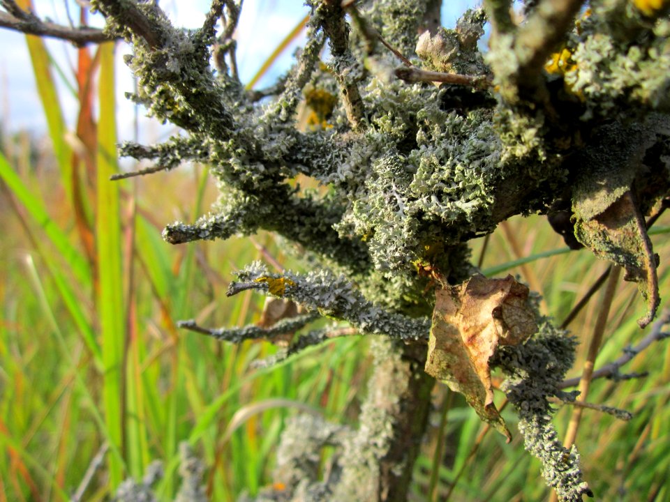 20121007Flechten Roter Bruch Walldorf3