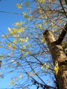 20121113Silberahorn Hockenheim3