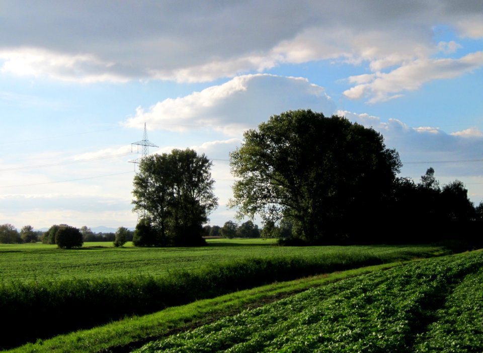 20121007Pappeln Reilingen