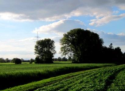 20121007Pappeln Reilingen