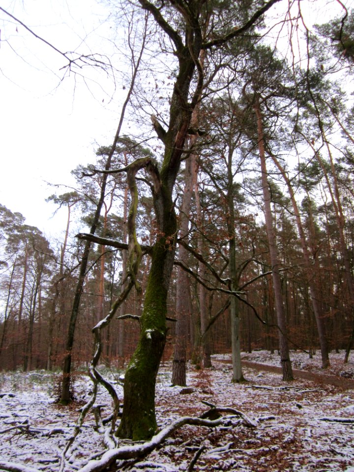 20130113Quercus robur05