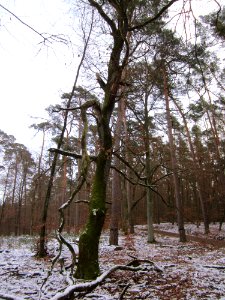 20130113Quercus robur05