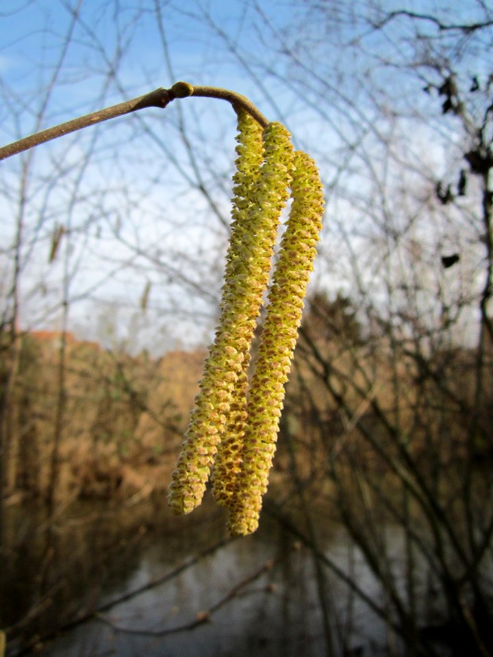 20130131Haselnuss Hockenheim04