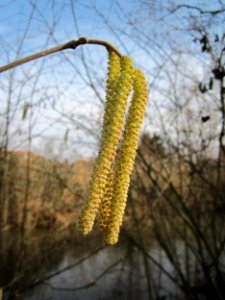 20130131Haselnuss Hockenheim04