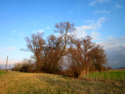 20130114Matthaeuswiesen5