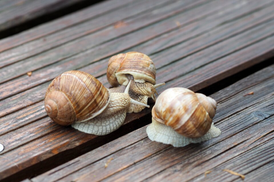 Shell mucus close up