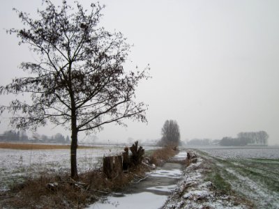 20130116Hockenheimer Rheinbogen06