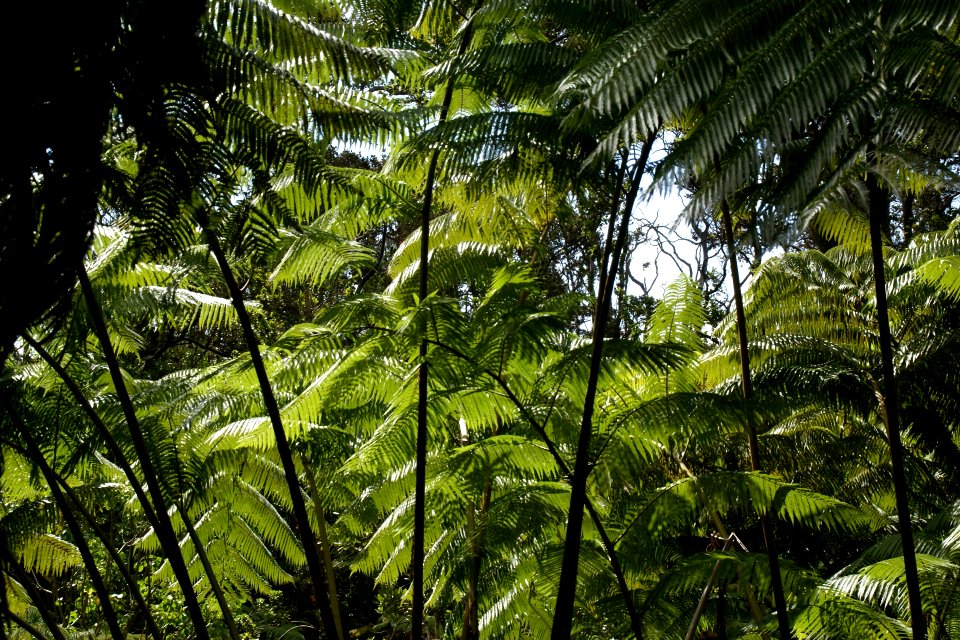2013.10.31.113316 Hapuu pulu tree fern (Cibotium glaucum) Hawaii Volcanoes National Park Hawaii